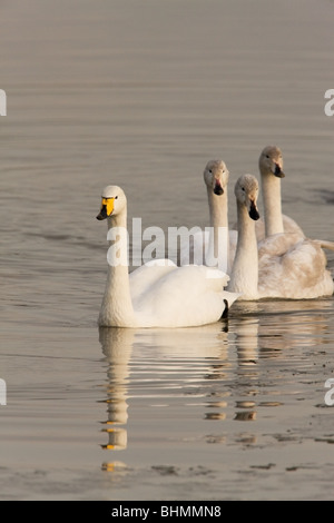 Whooper Schwan Cygnus Cygnus Schwimmen mit ein Altvogel führt drei Jungvögel Stockfoto