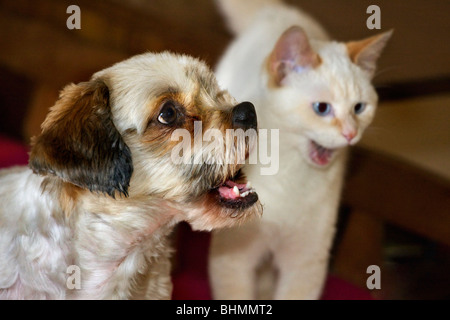 Katze und Mischling Haushund (Canis Lupus Familiaris) im Wohnzimmer Stockfoto