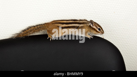 Das zahme Streifenhörnchen läuft auf einem Stuhl. Das Foto ist im Studio gemacht. Stockfoto