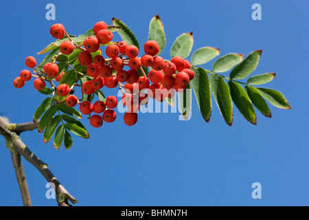 Europäische Rowan (Sorbus Aucuparia) mit Blättern und roten Beeren Stockfoto