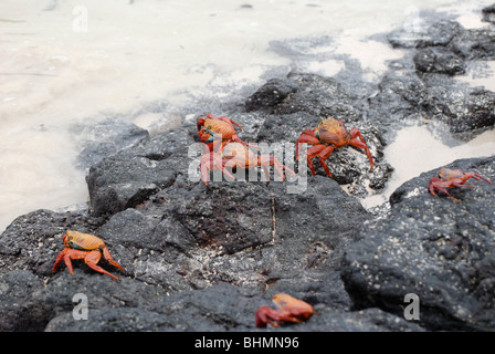 Sally lightfoot Krabben marschieren über die schwarzen Felsen der Galapagos-Inseln Stockfoto