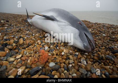 Tote Schweinswale angespült Kent Strand wahrscheinlich ertrunken Stockfoto