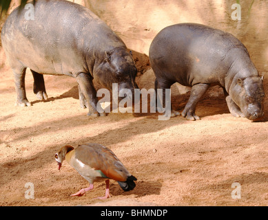 Mutter & Baby Pygmäen Zoo Nilpferde mit A freundliche Ente stolzieren durch Stockfoto