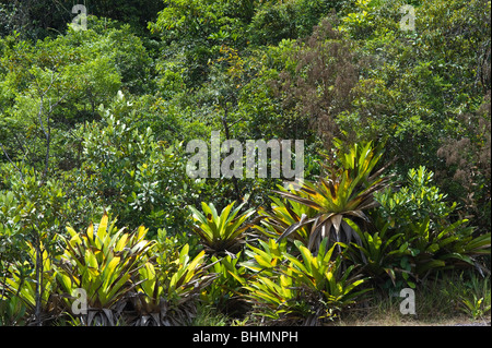 Riesigen Tank Bromelie (Brocchinia Micrantha) Lebensraum Kaieteur Nationalpark Guayana Schild Guyana in Südamerika Oktober Stockfoto