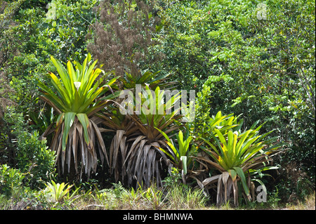 Riesigen Tank Bromelie (Brocchinia Micrantha) Lebensraum Kaieteur Nationalpark Guayana Schild Guyana in Südamerika Oktober Stockfoto