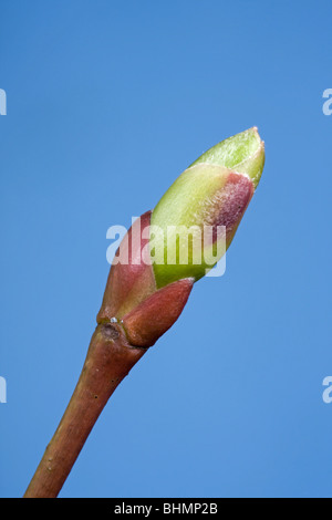 Gemeinsamen Linde (Tilia Vulgaris) Knospe und aufstrebenden Blatt, Belgien Stockfoto