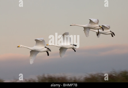 Whooper Schwan Cygnus Cygnus zwei Erwachsenen & zwei Jungvögel einer Familienfeier im Flug über den Boden Stockfoto