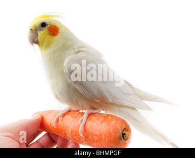 Kakadu Papagei oder Quarrion oder Weero (Nymphicus Hollandicus) im Studio vor einem weißen Hintergrund. Stockfoto