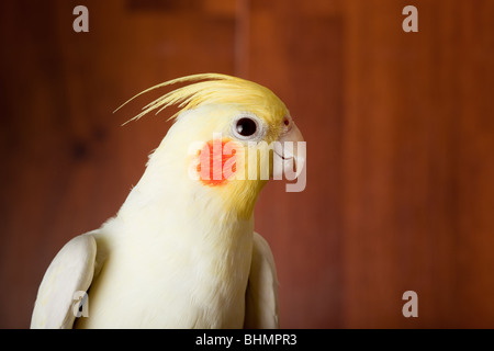 Das Männchen von einem Kakadu Papagei vor einer Wand. Stockfoto