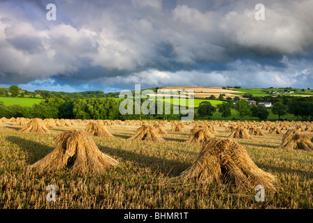 Weizen Stooks, Coldridge, Mid Devon, England. Sommer (Juli) 2009 Stockfoto