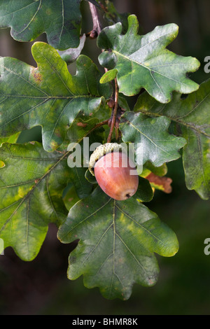 Eiche / Pendunculate Eiche (Quercus Robur) Eicheln und Blätter, Belgien Stockfoto
