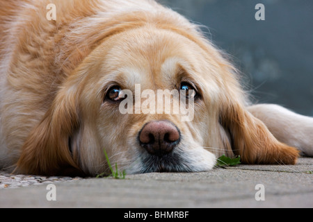 Golden Retriever (Canis Lupus Familiaris) auf dem Boden liegend Stockfoto