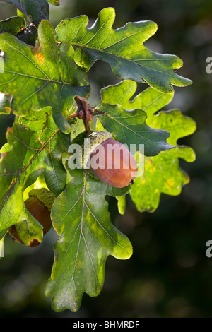 Eiche / Pendunculate Eiche (Quercus Robur) Eicheln und Blätter, Belgien Stockfoto