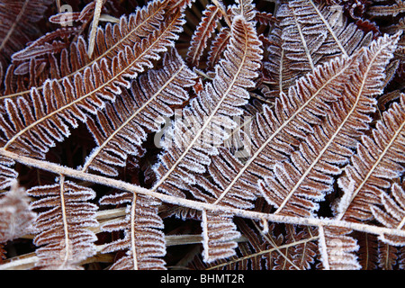 Frostigen Bracken Wedel nach einem harten Frost, Port Leathan Stillage, Scotland, UK Stockfoto