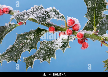 Stechpalme (Ilex Aquifolium) rote Beeren und Blätter im Schnee im winter Stockfoto