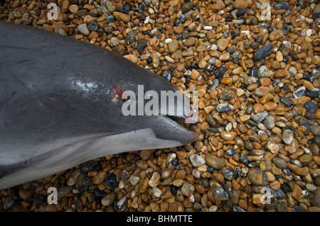 Tote Schweinswale an Kent Strand gespült Stockfoto