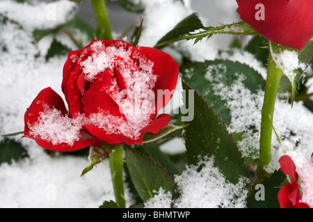 Rote Rosen im Schnee im Winter, Belgien Stockfoto