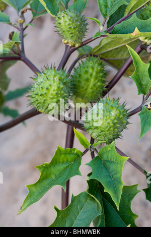 Thorn Apple / Jimson Unkraut / Stechapfel (Datura Stramonium) stachelige Kapseln Stockfoto