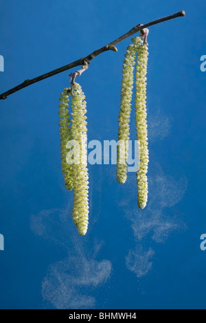 Gemeinsame Hasel (Corylus Avellana) männliche Kätzchen zerstreuen Pollen im wind Stockfoto