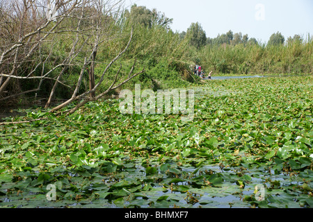 Yarkon Ursprünge Stockfoto