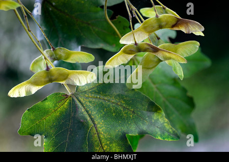 Feldahorn / Hedge-Ahorn (Acer Campestre) mit Obst, Belgien Stockfoto