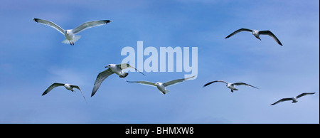 Silbermöwen (Larus Argentatus) im Flug gegen blauen Himmel, die Niederlande Stockfoto