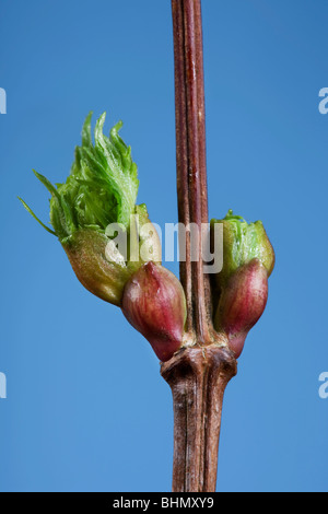 Gemeinsamen Linde (Tilia Vulgaris) Knospe und aufstrebenden Blatt, Belgien Stockfoto