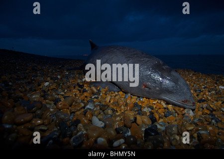 Tote Schweinswale an Strand gespült Stockfoto