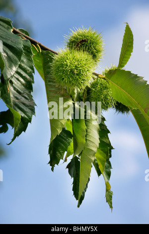 Sweet Chestnut / Marron (Castanea Sativa) zeigen Blätter und Schalen mit Nüssen Stockfoto