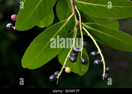 Kirschlorbeer / Englisch Lorbeer (Prunus Laurocerasus) mit Blättern und schwarzen Beeren, Belgien Stockfoto