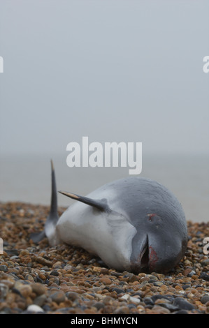 Tote Schweinswale an Kent Strand gespült Stockfoto