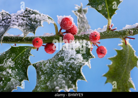 Stechpalme (Ilex Aquifolium) rote Beeren und Blätter im Schnee im winter Stockfoto