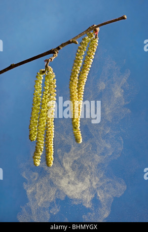 Gemeinsame Hasel (Corylus Avellana) männliche Kätzchen zerstreuen Pollen im wind Stockfoto