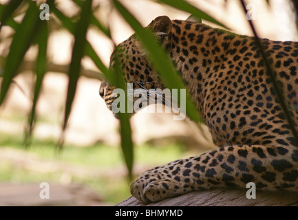 SPOTTED LEOPARD versteckt hinter Bäumen IN EINEM ZOO Stockfoto