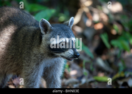 Krabbe-Essen Waschbär in Cahuita Nationalpark, Costa Rica Stockfoto
