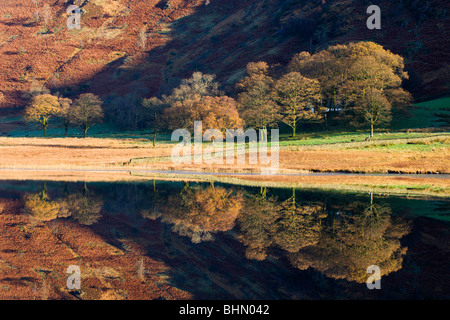 Goldene Bäume reflektiert perfekt in einem Spiegel wie Blea Tarn, Nationalpark Lake District, Cumbria, England, UK. Stockfoto