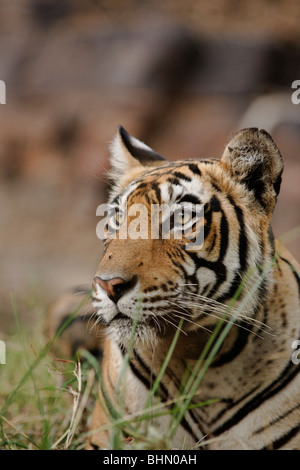 Eine Nahaufnahme von einem bengalischen Tiger in Ranthambore, Indien. (Panthera Tigris) Stockfoto