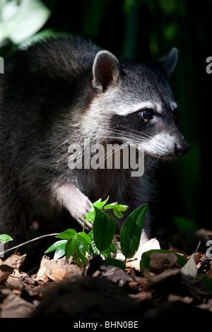 Krabbe-Essen Waschbär in Cahuita Nationalpark, Costa Rica Stockfoto