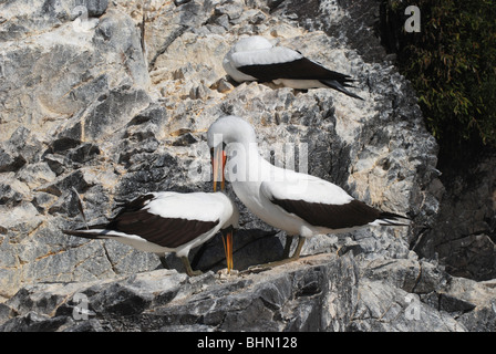 Nazca oder maskierten Sprengfallen (Sula Granti) auf den Galapagos Inseln Stockfoto