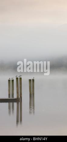 Möwen thront auf Steg Beiträge an einem nebligen Morgen, Derwent Water, Keswick, Nationalpark Lake District, Cumbria, England, UK. Stockfoto