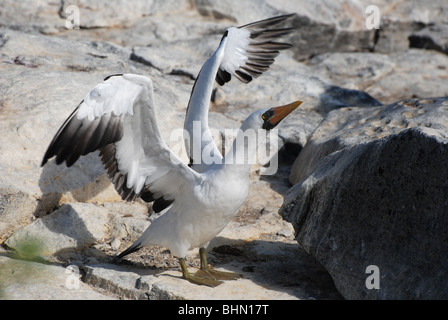 Nazca oder maskierten Sprengfallen (Sula Granti) auf den Galapagos Inseln Stockfoto