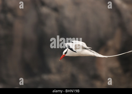 Rot in Rechnung gestellt Tropicbird (Phaeton Aethereus) im Flug über die Galapagos-Inseln Stockfoto