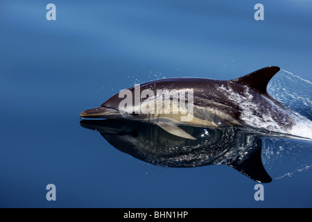 Gemeiner Delfin (Delphinus Delphis) aus Lagos, Portugal. Stockfoto