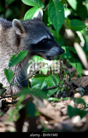 Krabbe-Essen Waschbär in Cahuita Nationalpark, Costa Rica Stockfoto