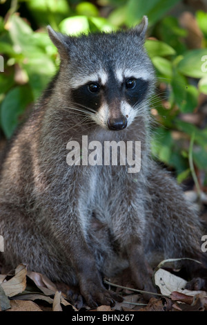 Krabbe-Essen Waschbär in Cahuita Nationalpark, Costa Rica Stockfoto