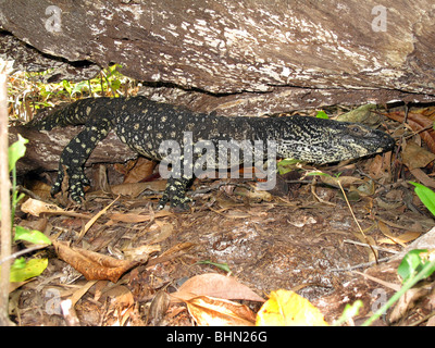 Goulds Sand Monitor, Varanus gouldii Stockfoto