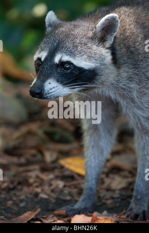 Krabbe-Essen Waschbär in Cahuita Nationalpark, Costa Rica Stockfoto