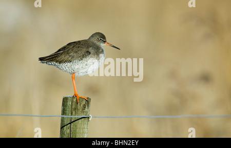 Rotschenkel Tringa Totanus auf einem Pfosten Stockfoto