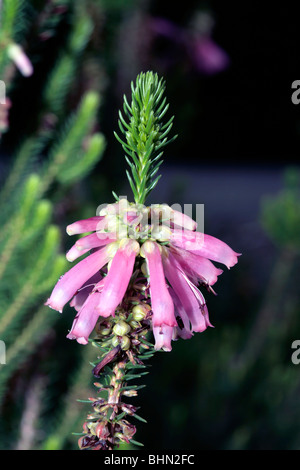 Heide/Cape Flats Erica - Erica Verticillata-Familie Ericaceae-Status ausgestorben in Wildnis Stockfoto