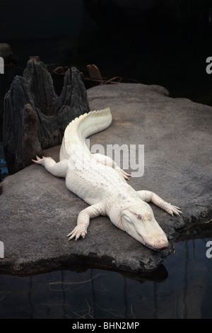 "Claude", Ausstellung der American Albino-Alligator im "Sumpf" auf die California Academy of Sciences in San Francisco, Kalifornien, USA Stockfoto